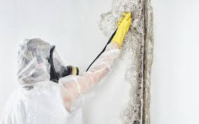 Professional Mold Removal & Remediation in Hasley Canyon, CA